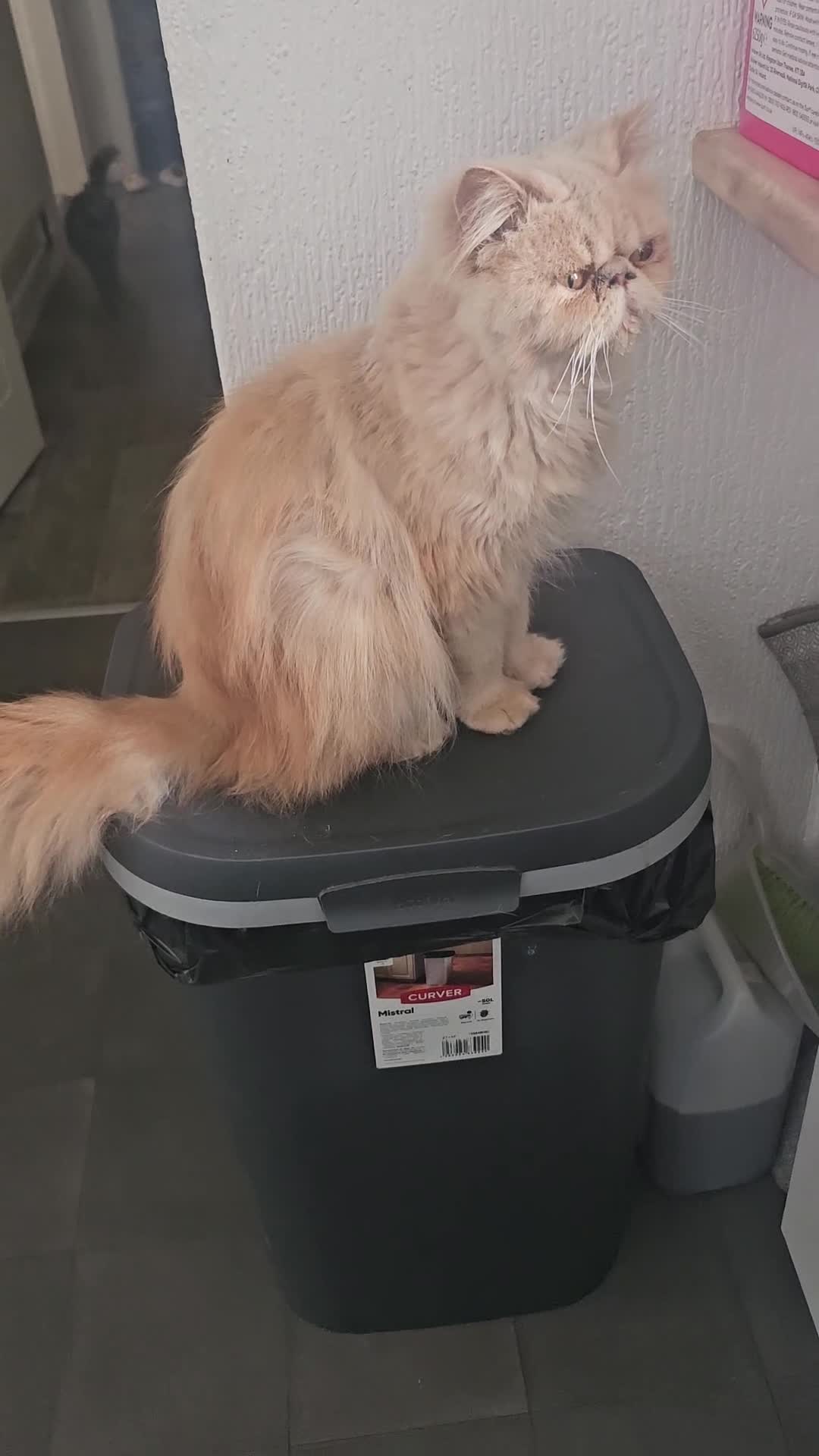 Persian cats for sale: Persian  **  male cat - Video 1