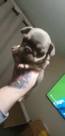 French Bulldog dogs for stud: 🚨PINK NINJA🚨 in Dewsbury - Video 1