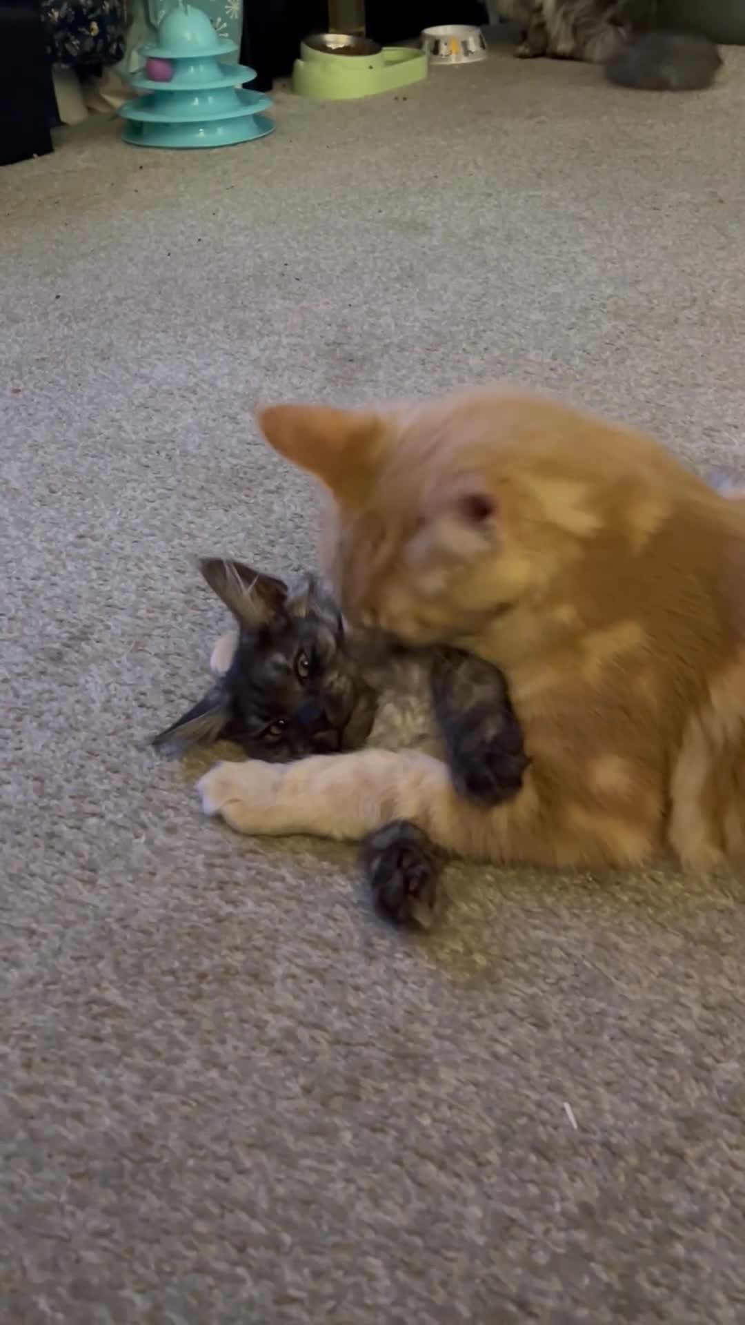 Maine Coon cats for stud: For stud duties only in Hull - Video 1