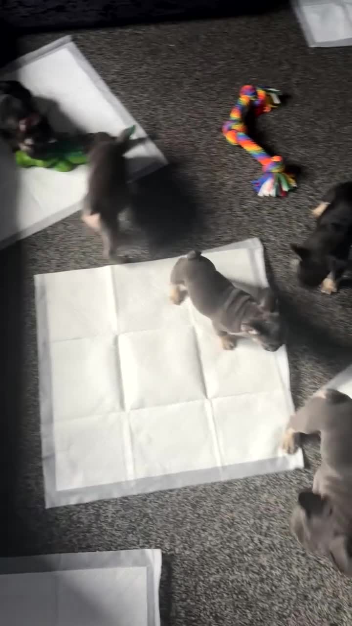 French Bulldog dogs for sale: French Bulldogs in Leeds - Video 2