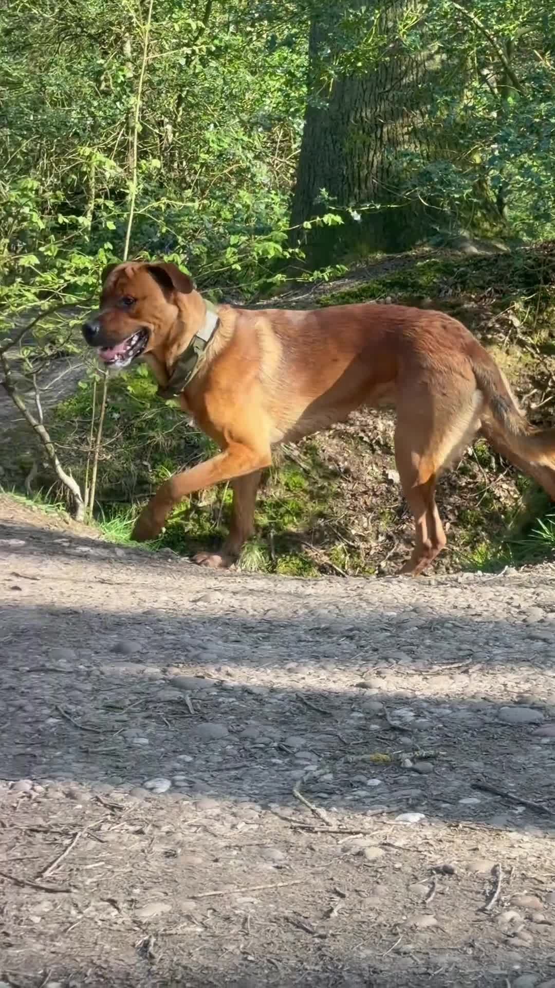 Mixed Breed dogs for stud: rottie x dutch herder for stud - Video 1
