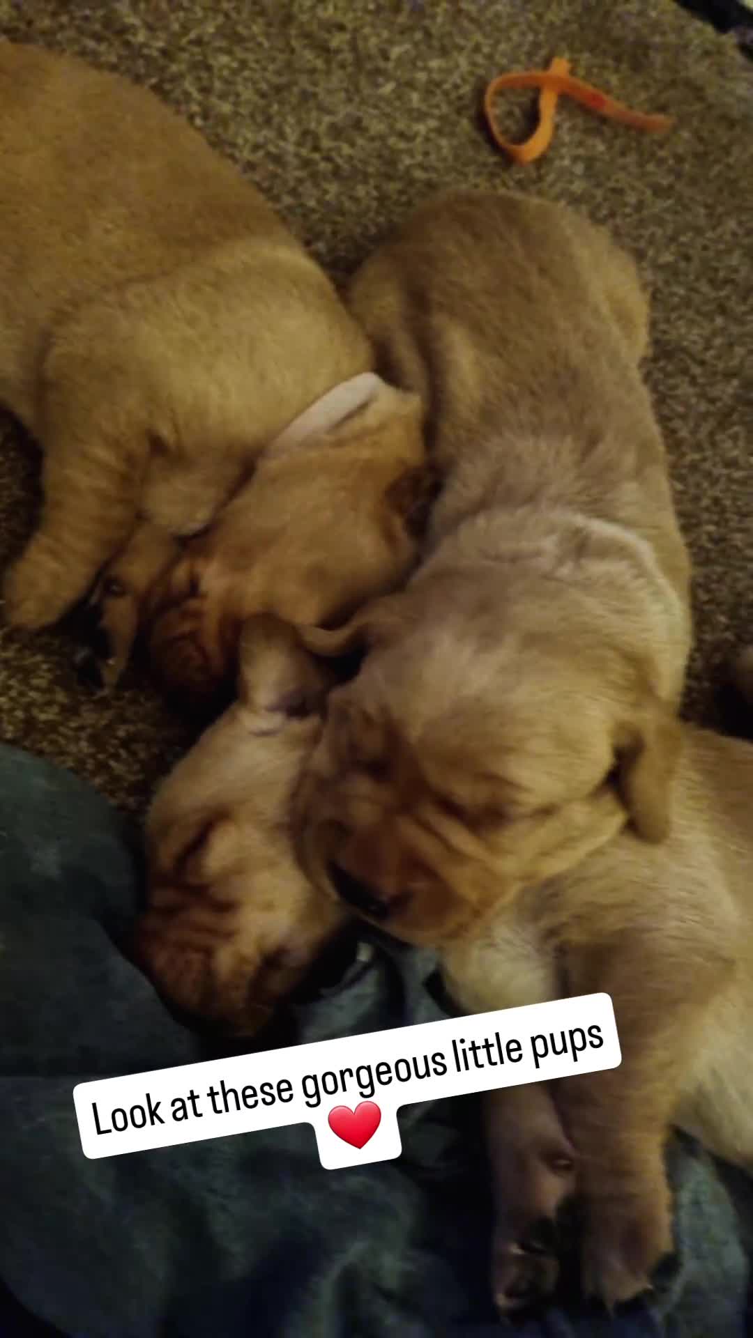 Labrador Retriever dogs for sale: Beautiful gold & fox red labrador puppies  - Video 1