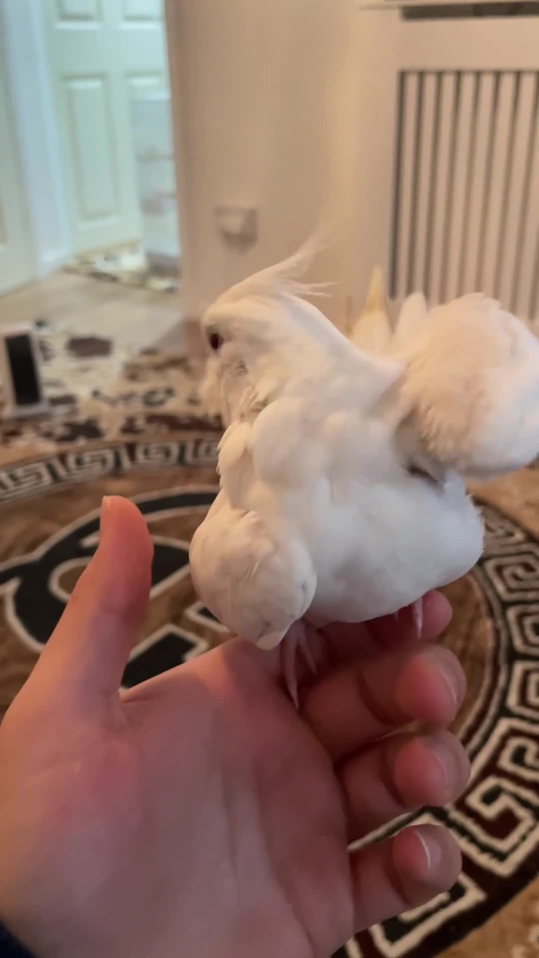 Cockatiels birds for sale: Male and female tame white cocktails for sell  - Video 3