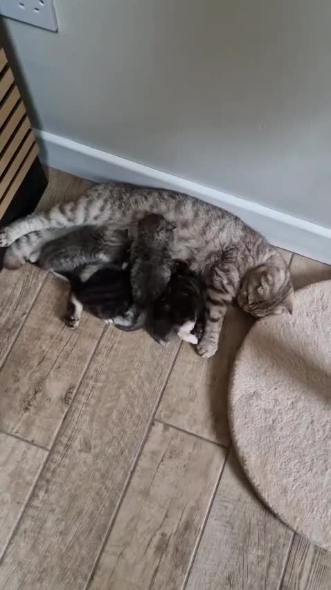 Scottish Fold cats for sale: Beautiful Tica Registered Babies - Video 3