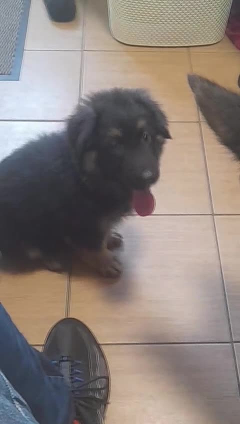 German Shepherd dogs for sale: LAST 3 PUPS READY TO GO NOW - Video 1