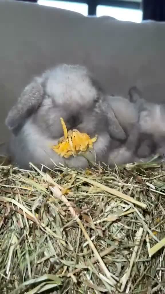 Mini Lop rabbits for sale: 🐰🌿 Beautiful Mini Lop Babies! 🌿🐰 - Video 2