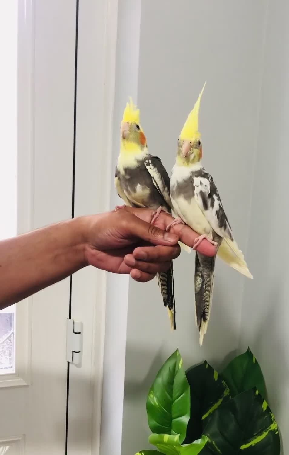 Cockatiels birds for sale: Beautiful hand tamed cockatiels for sale. - Video 2