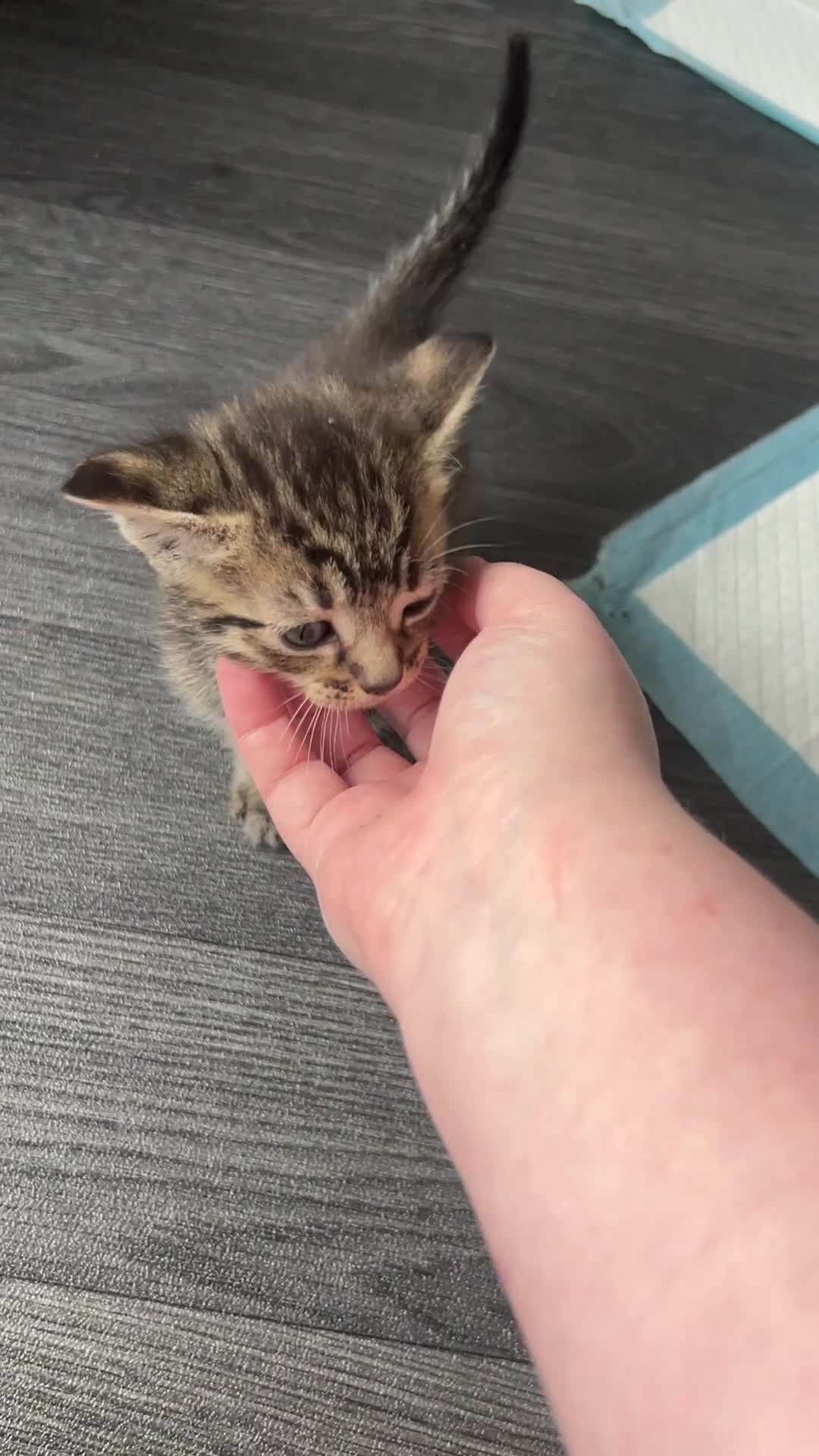 Mixed Breed cats for sale: 5 Kittens mixed breed in Dukinfield - Video 3
