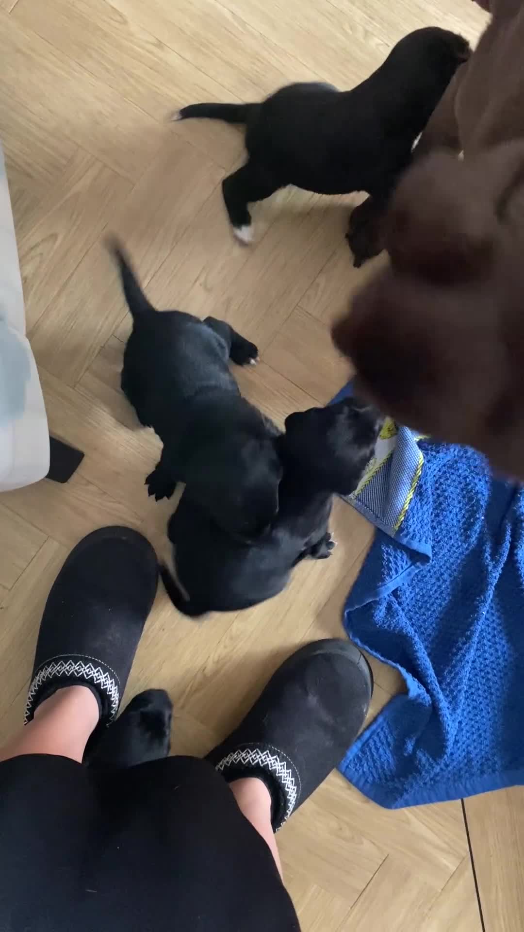 Mixed Breed dogs for sale: Beautiful pointer lab puppies!  - Video 2