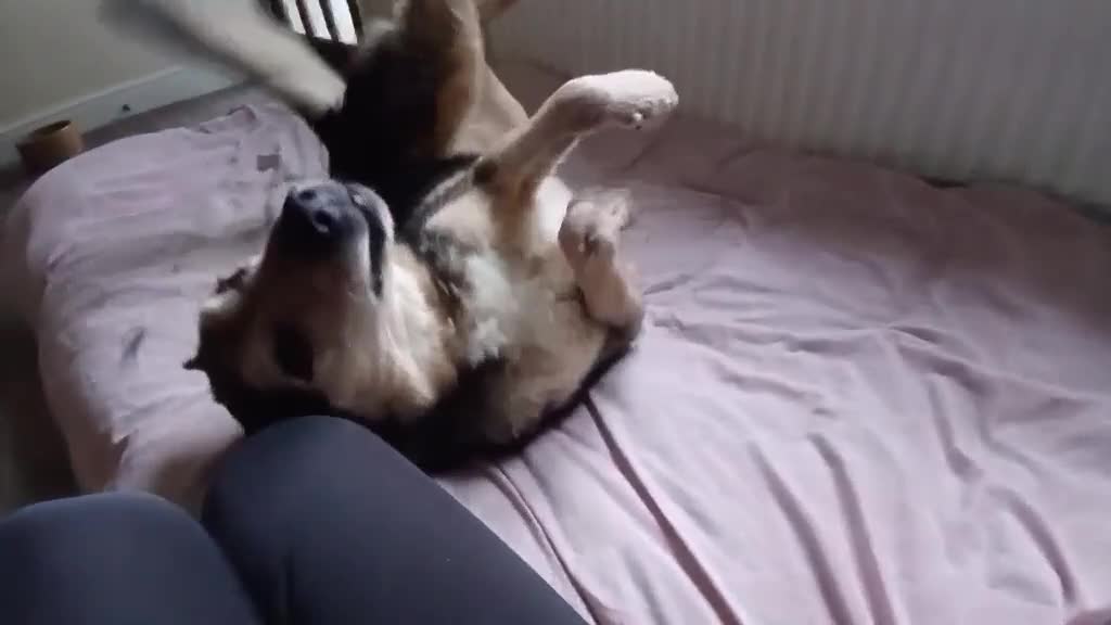 Mixed Breed dogs for adoption: Dapper Chap Henry in Malvern - Video 1