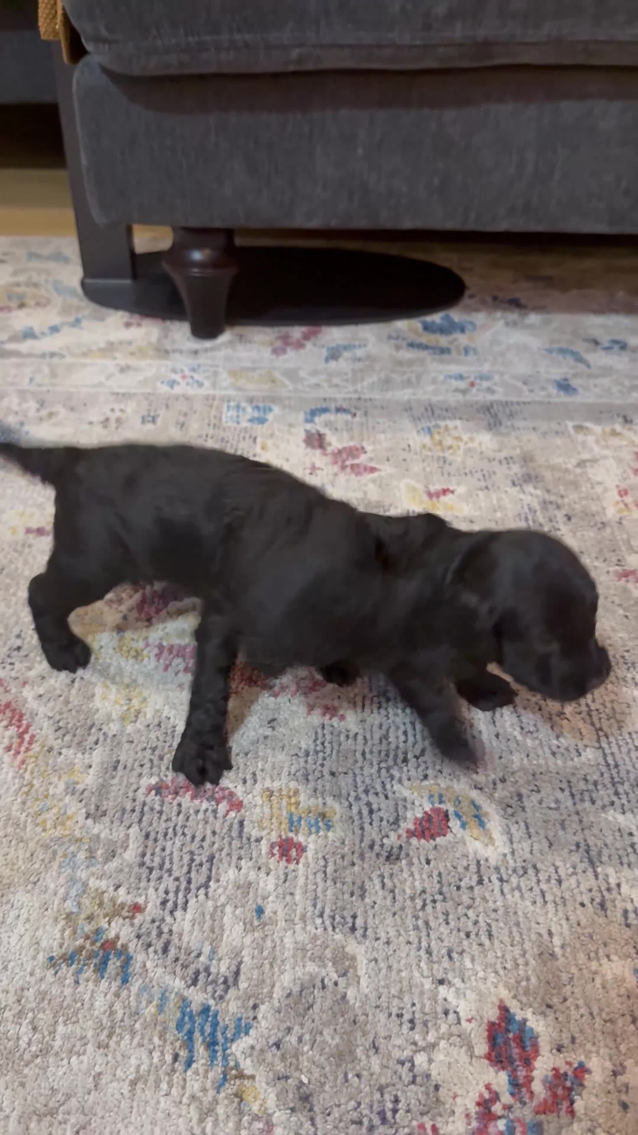 Cockapoo dogs for sale: *Last Of The Litter* Stunning F2 cockapoo puppies - Video 3