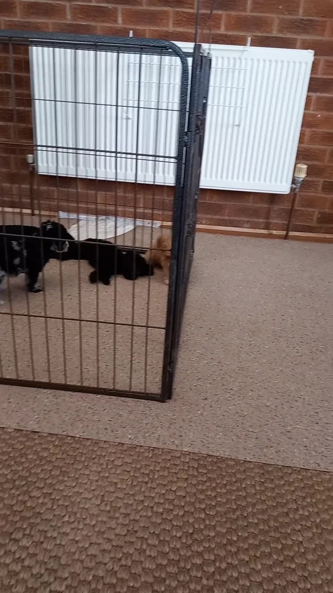 Cockapoo dogs for sale: Beautiful cockapoo puppies  - Video 1