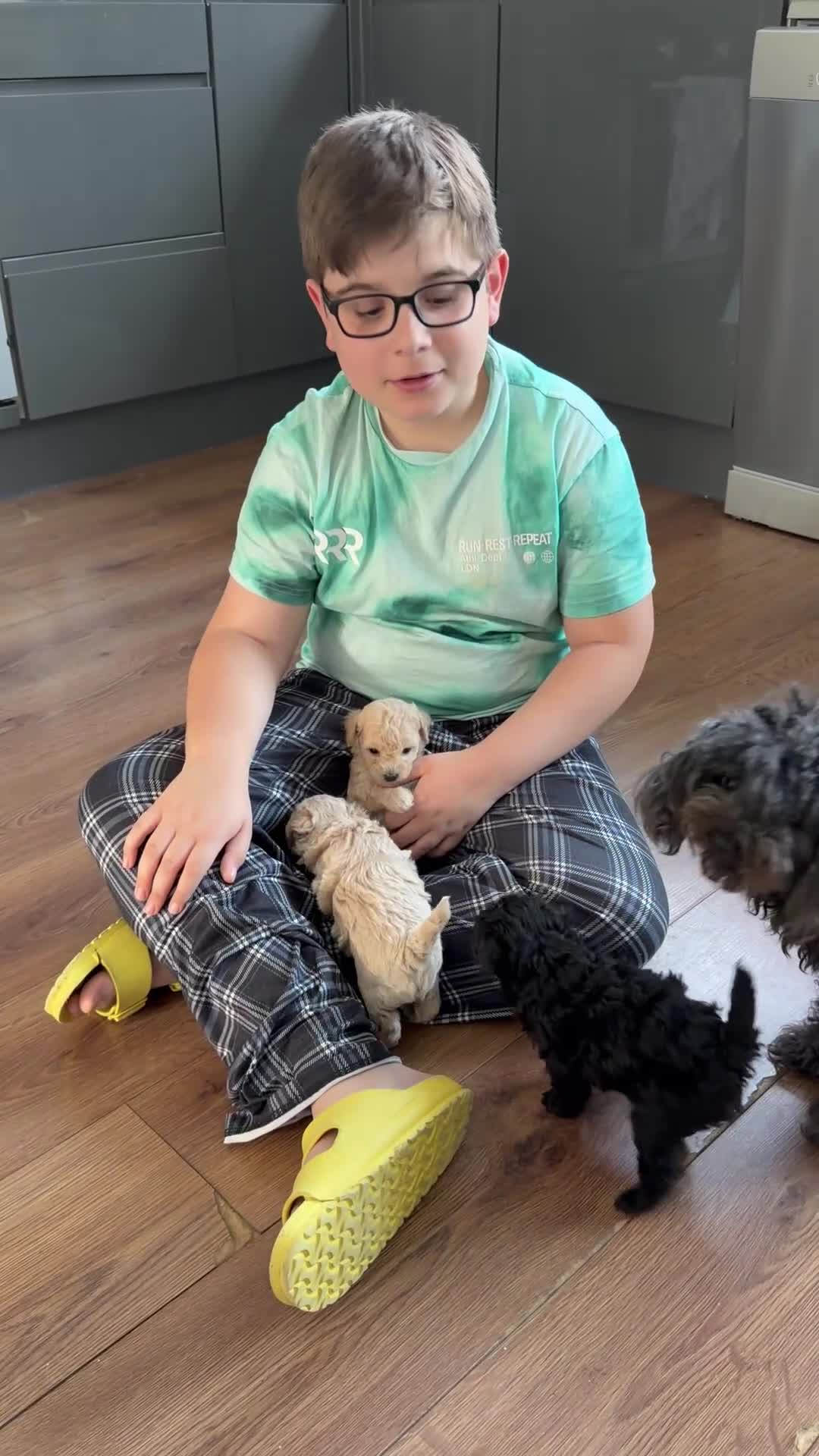 Toy Poodle dogs for sale: Pretty Asian Micro Toy Poodle X Toy Poodle Puppies - Video 1
