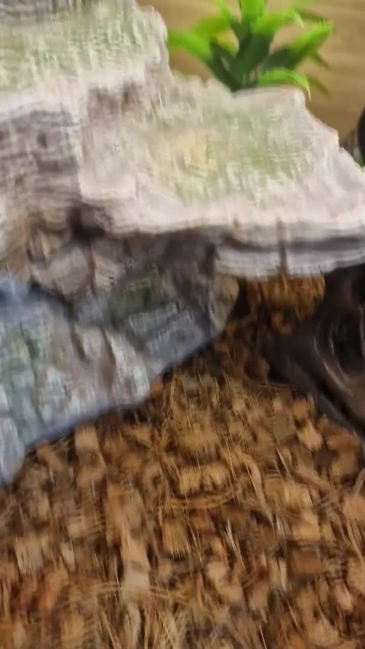 Snake reptiles for sale: Hognose - axanthic conda 66% het albino 66% het  - Video 1