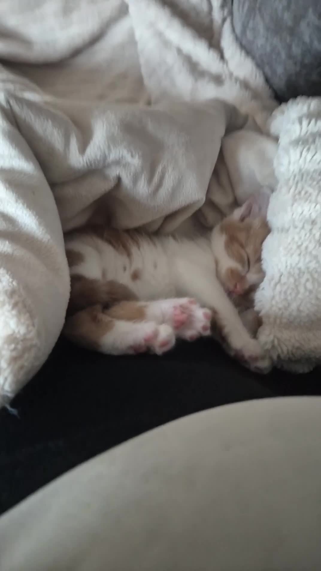 Mixed Breed cats for sale: MIXED TABBY KITTENS  - Video 1