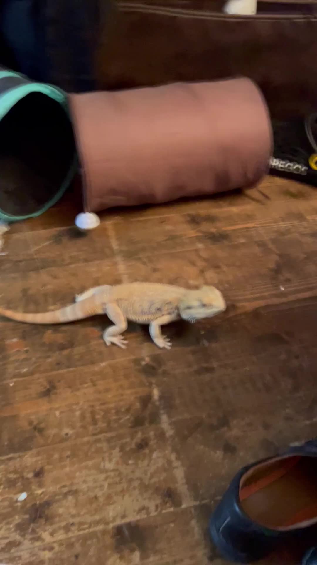 Bearded Dragon reptiles for sale: Rio bearded dragon  in Christchurch - Video 1