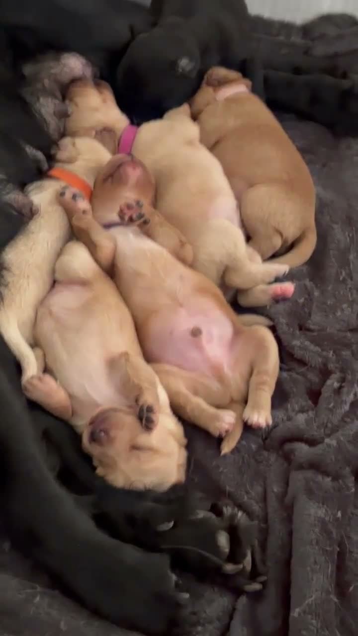 Cockerdor dogs for sale: Cockerdor Puppies - Video 2