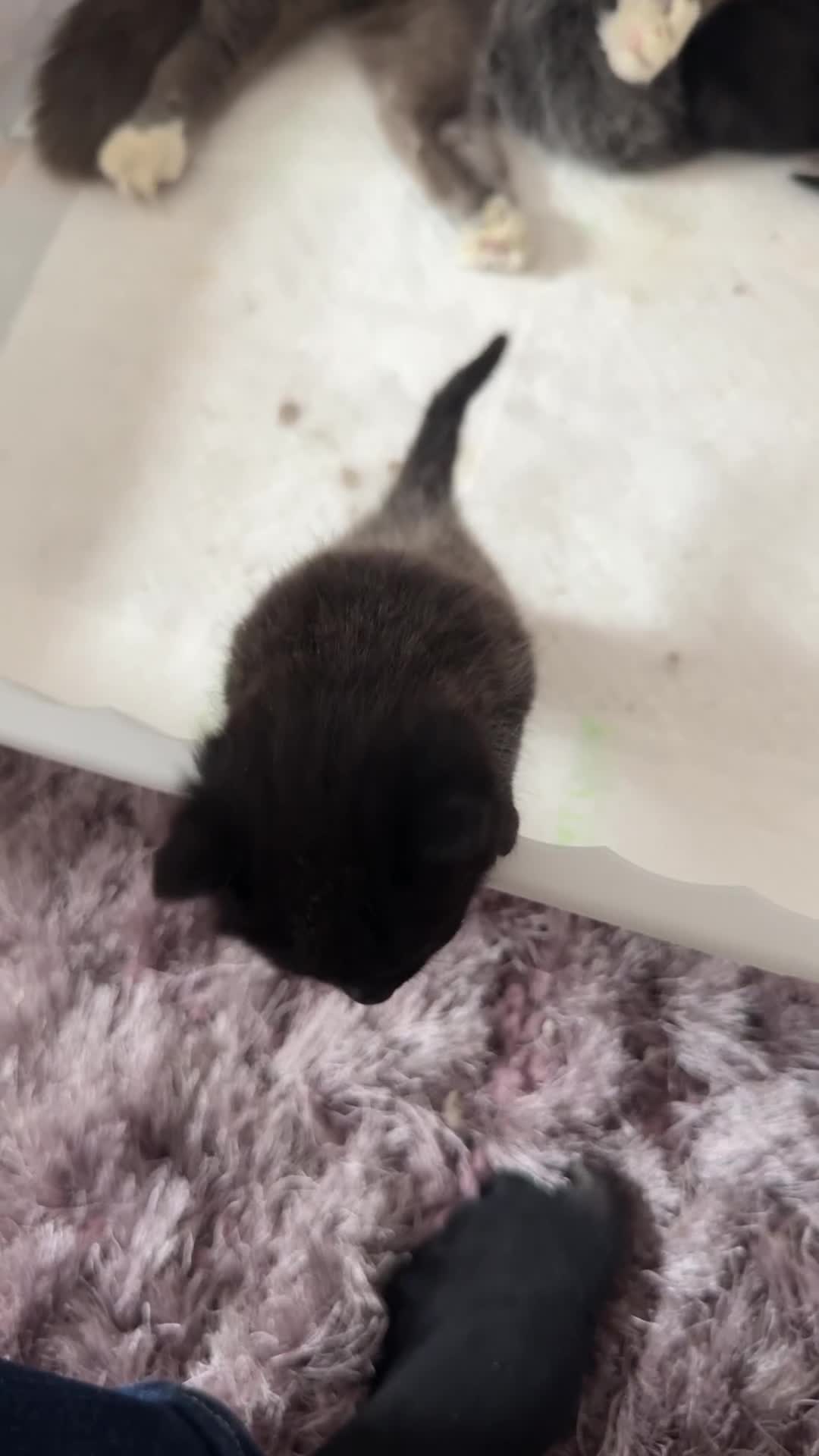 Domestic Shorthair cats for sale: Kittens  - Video 2