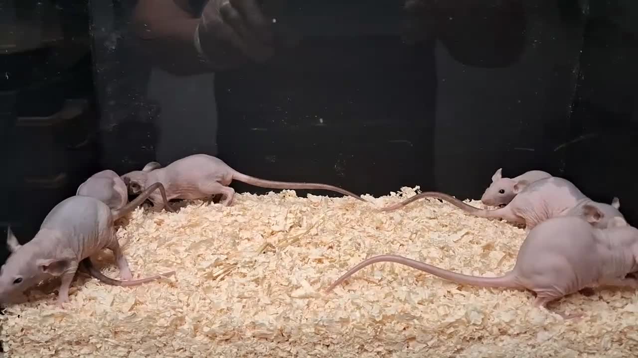 Rat rodents for sale: Baby Dumbo Rat's, various types  - Video 4