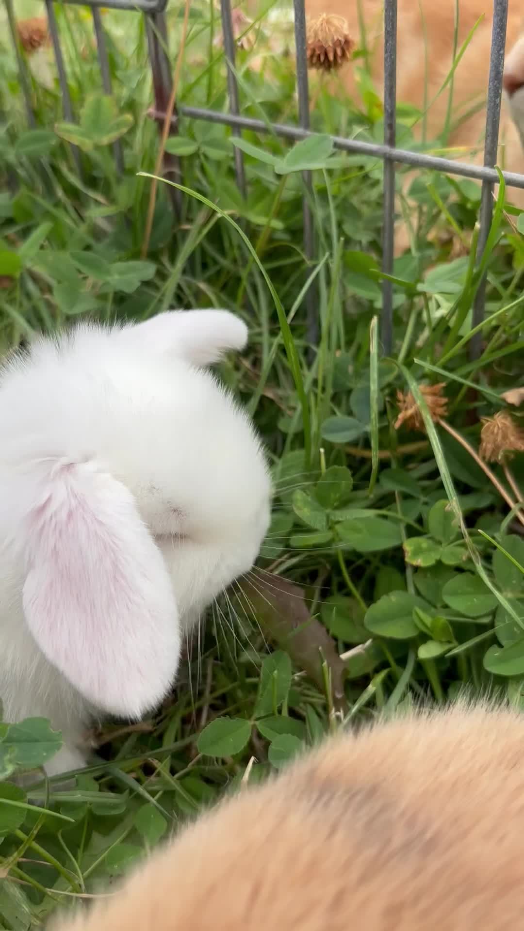 Mini Lop rabbits for sale: Adorable Mini Lop babies - Video 2