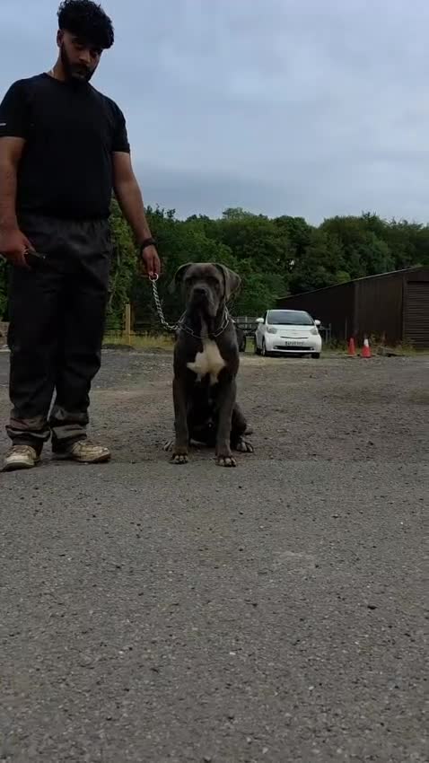 Cane Corso dogs for sale: Exceptional Male Cane Corso – Kano - Video 1