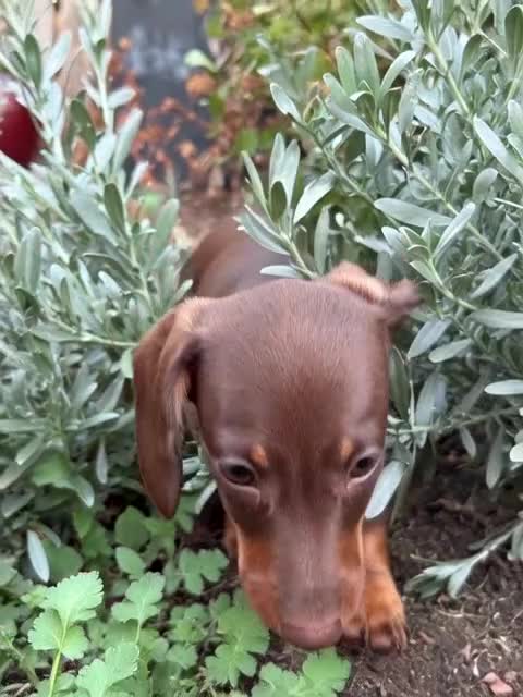 Miniature Dachshund dogs for sale: Smooth-haired miniature dachshund (last one!) - Video 1