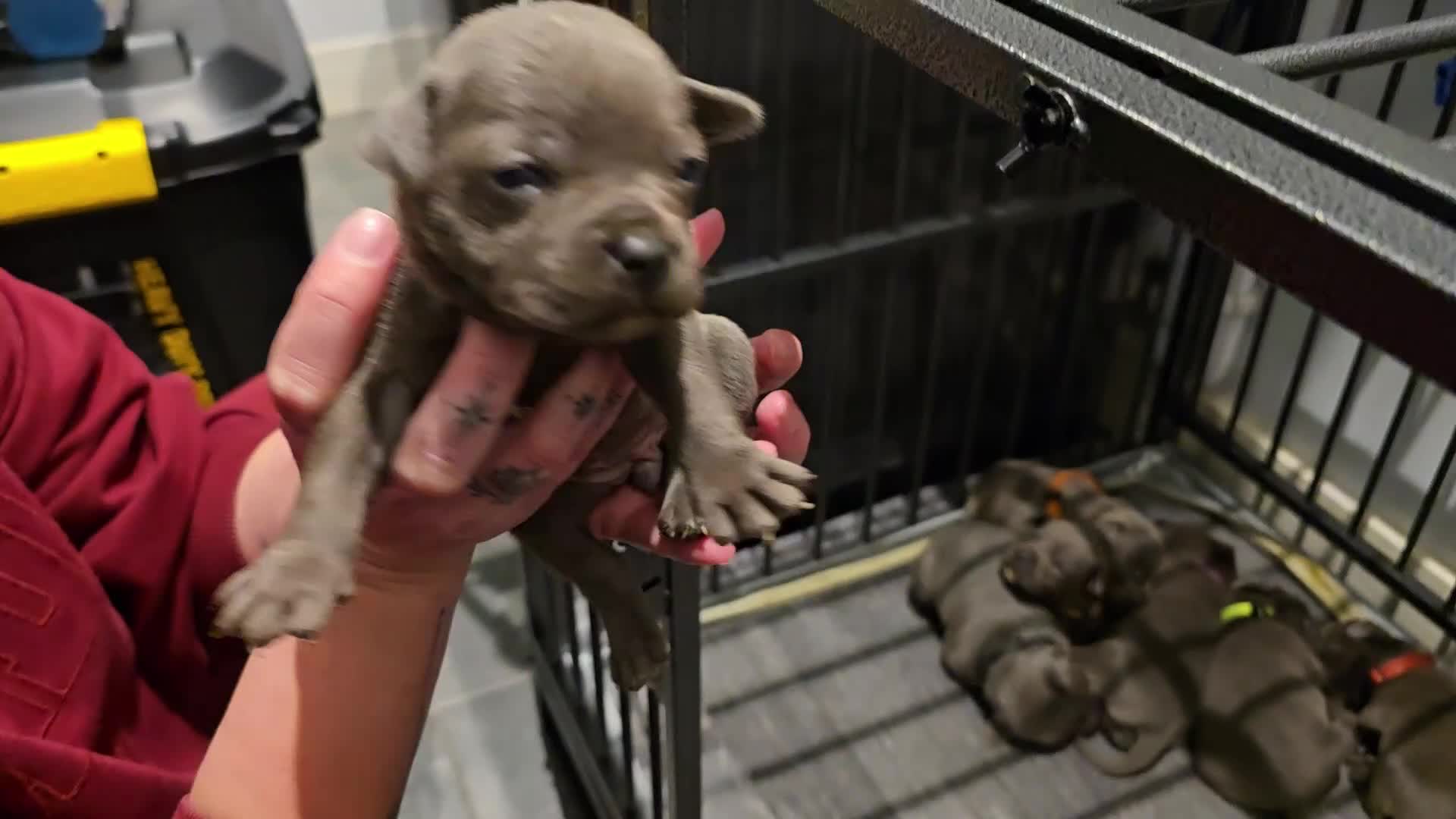 Staffordshire Bull Terrier dogs for sale:  Blue Staffy puppies for sale KC REGISTERED  - Video 1