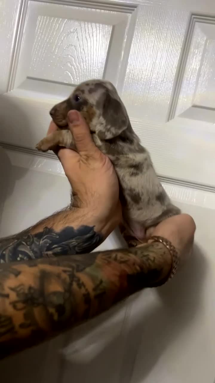 Miniature Dachshund dogs for sale: Isabelle tan dapple miniature dachshund KC reg - Video 1