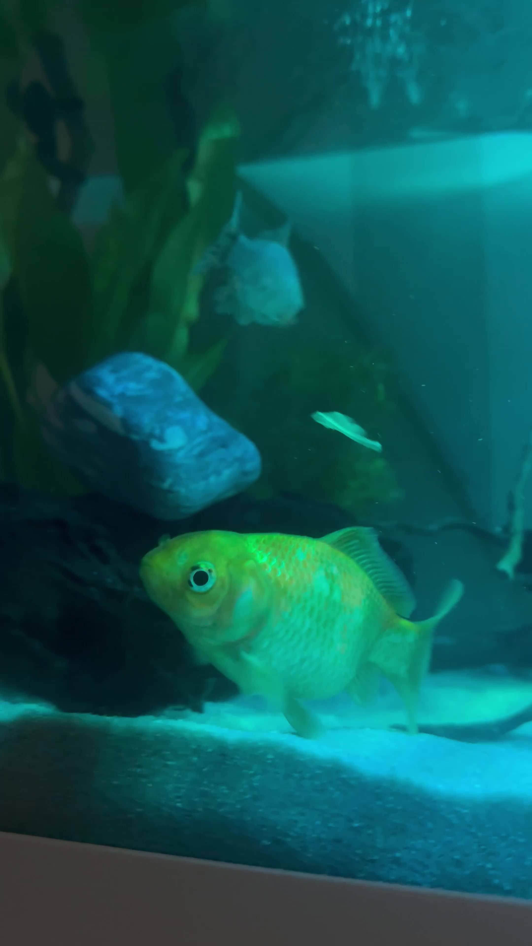 Goldfish fish for sale: 3 beautiful goldfish for sale 💖 in Stratford-upon-Avon - Video 2