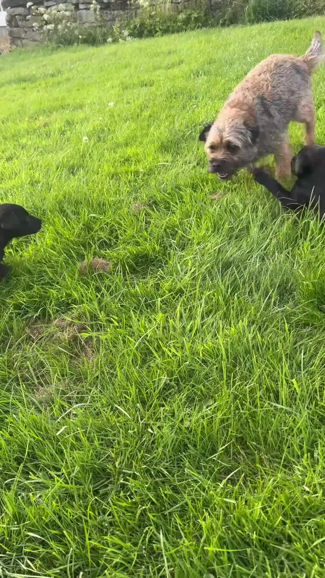 Labrador Retriever dogs for sale: Ready now working Labrador Puppies  - Video 2