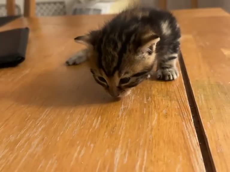 Mixed Breed cats for sale: 🐾 3 Beautiful Bengal Mix Kittens - Video 4