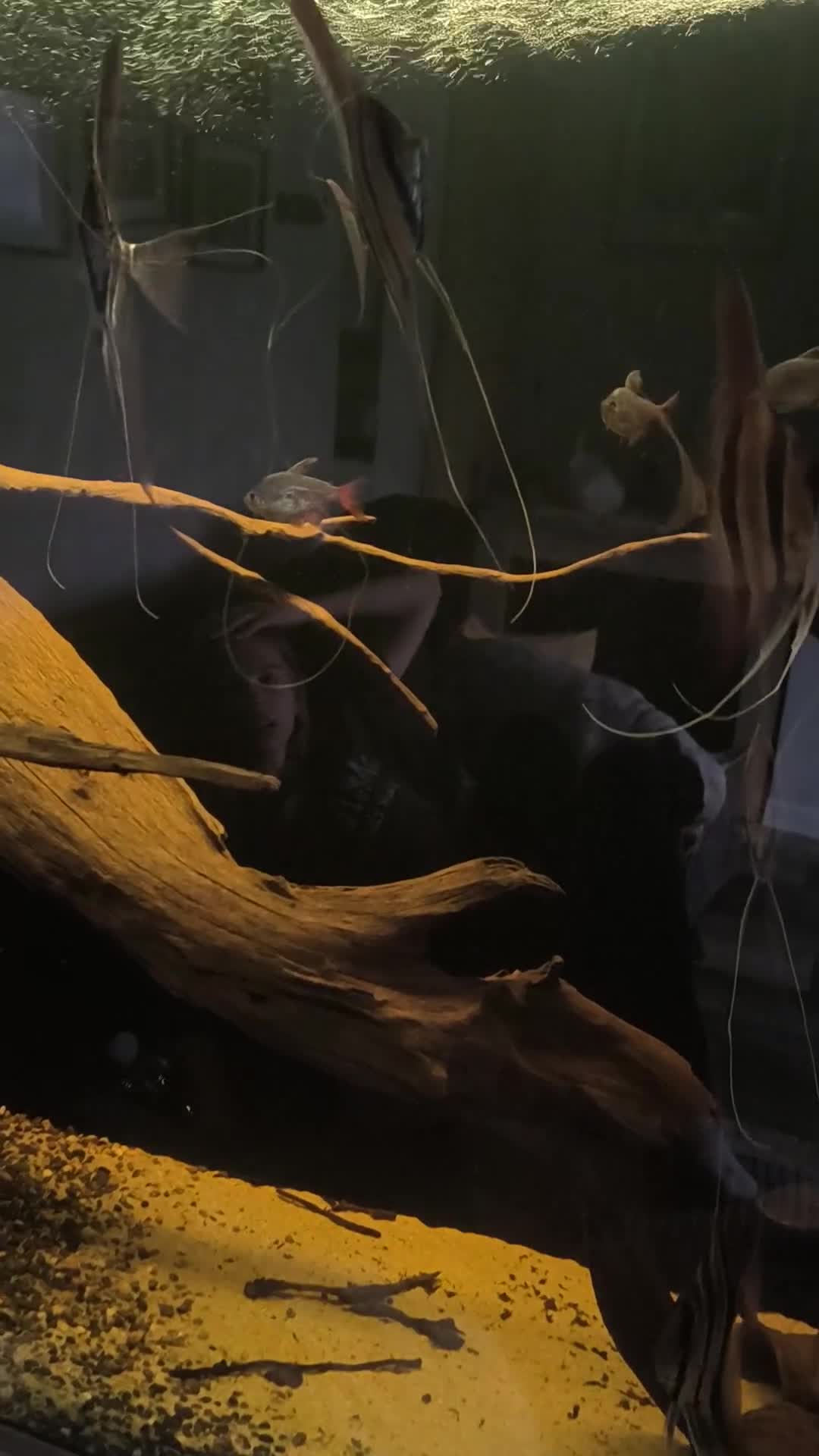 Angelfish fish for sale: Altum atabapo x6 - Video 1