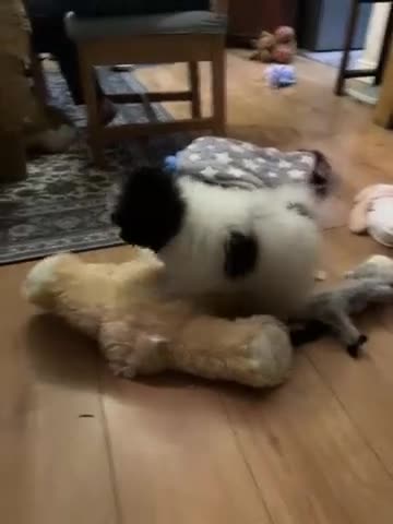 Mixed Breed dogs for sale: Miniature Pomapoo in Leeds - Video 1
