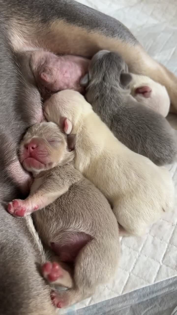 French Bulldog dogs for sale: KC registered French Bulldog puppies 4 WEEKs! - Video 2