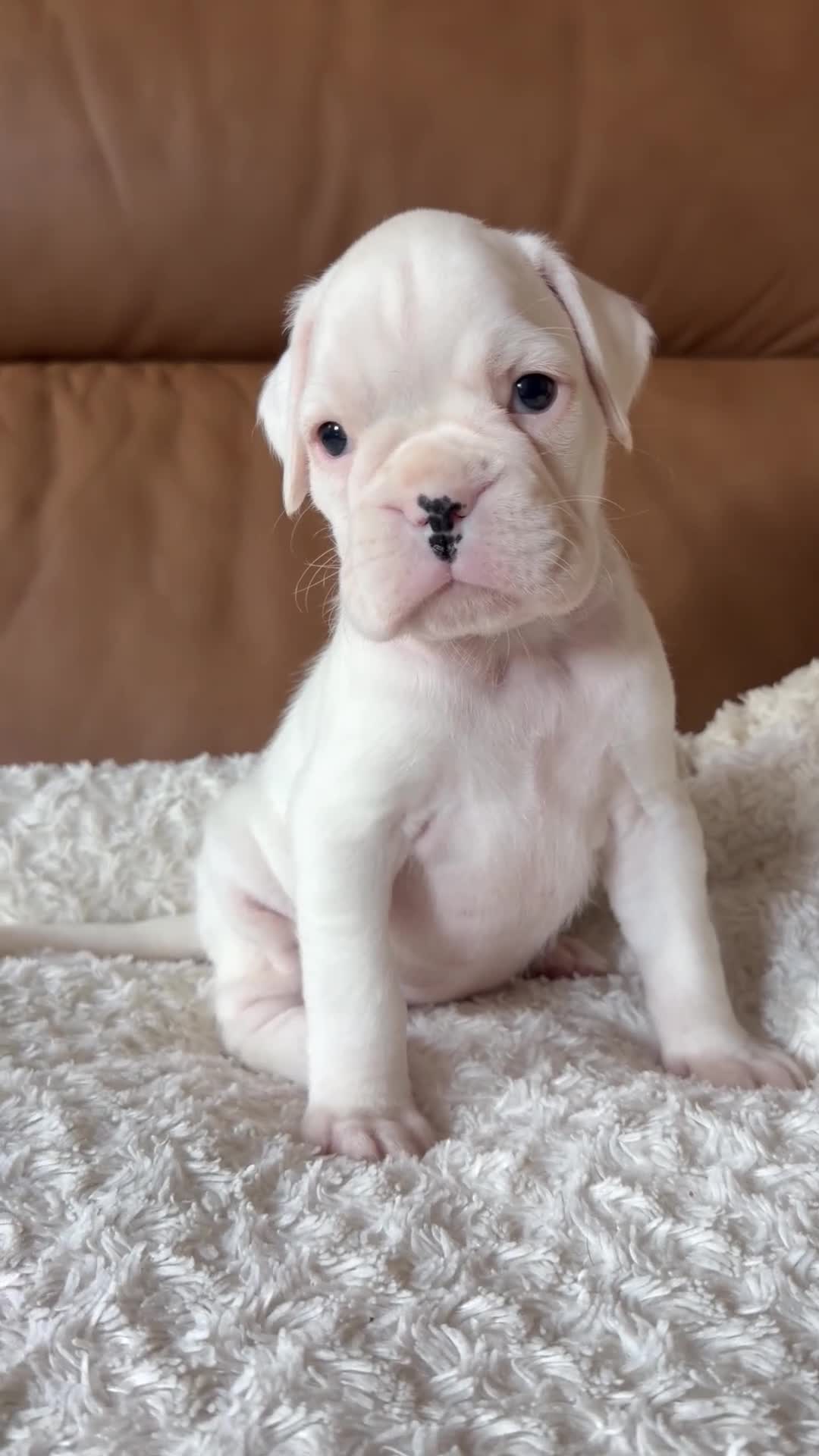 Boxer dogs for sale: Kc Beautiful white girl boxer puppy   - Video 2