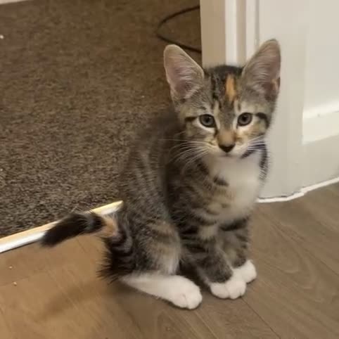 Bengal cats for sale: 3 bengal cross kittens REDUCED  - Video 3