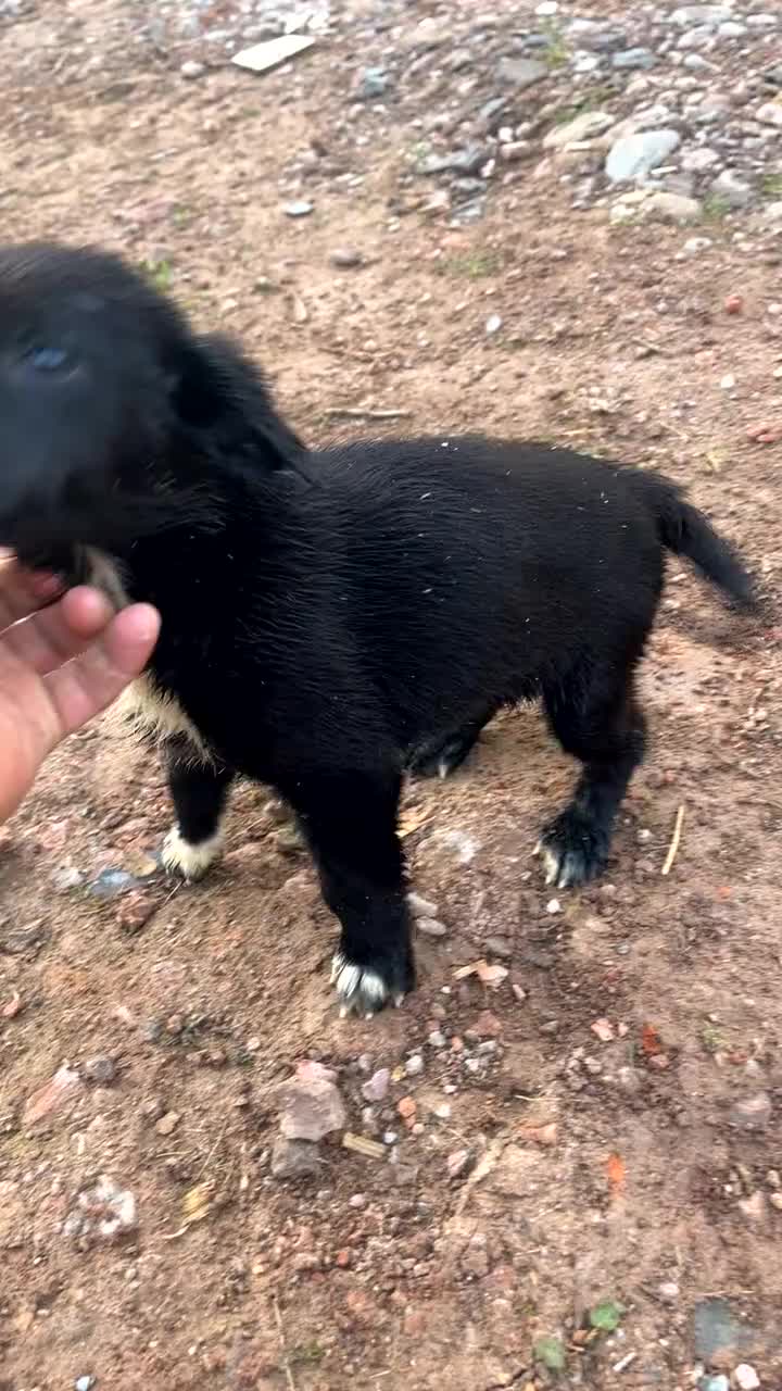 Mixed Breed dogs for sale: German shepherd x Springer spaniel  in Hereford - Video 2