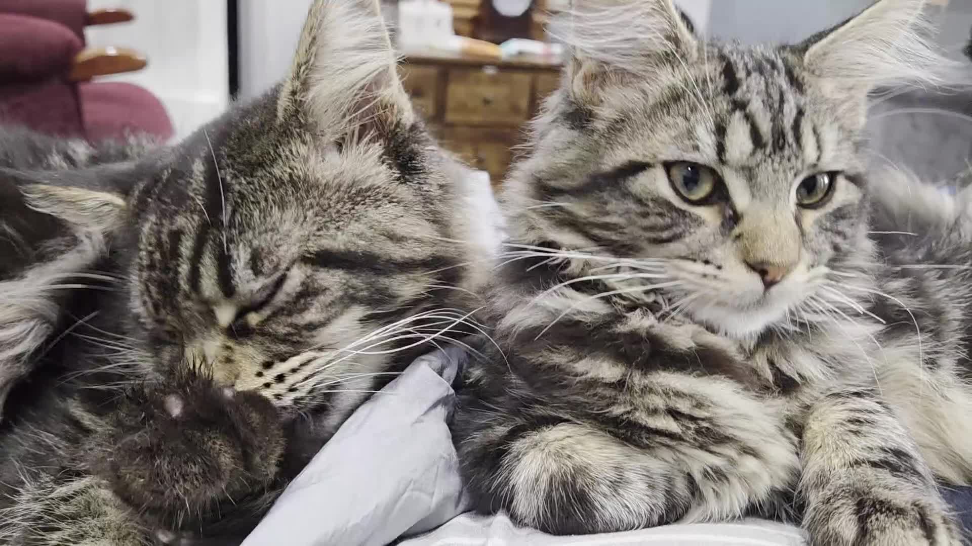 Maine Coon cats for sale: Maine coon  - Video 2
