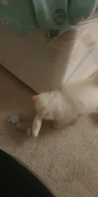 Ragdoll cats for sale: Flame point ragdoll kittens - Video 1