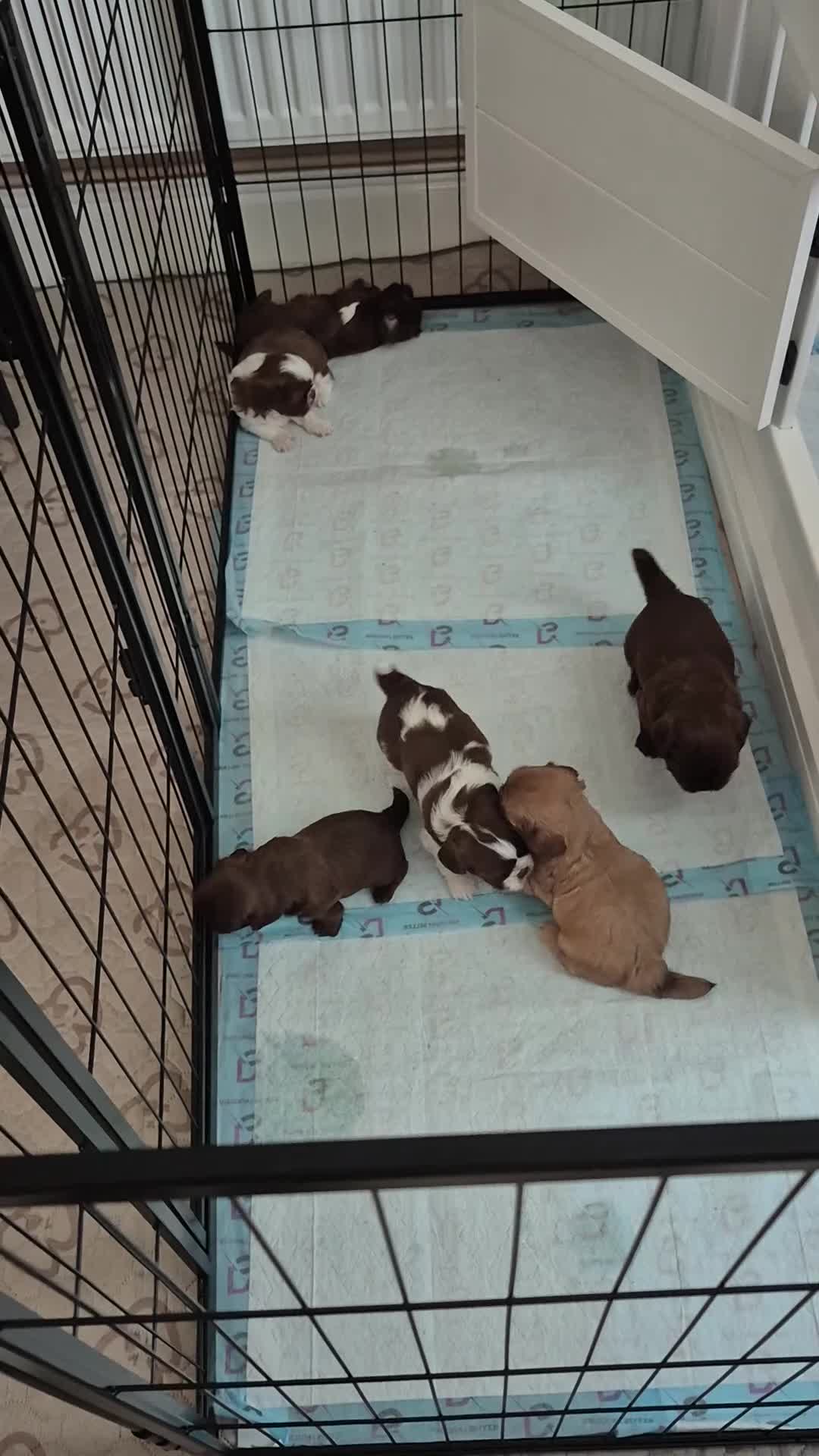 Shih Tzu dogs for sale: Imperial Shih tzus in Shaftesbury - Video 2