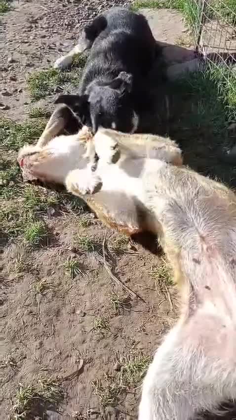 Mixed Breed dogs for adoption: 💖🐶 LUCHIA 🐶💖 - Video 1