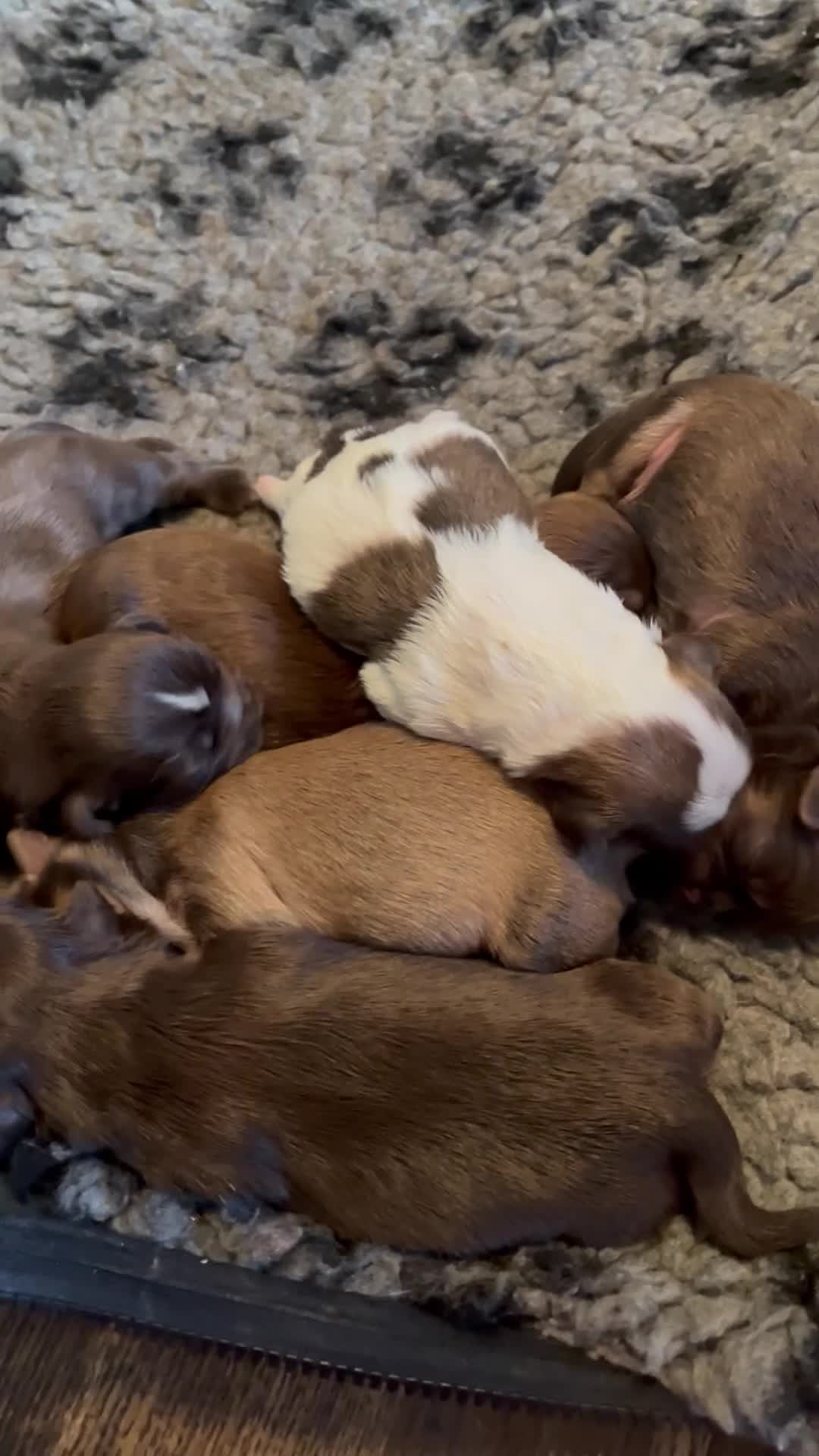 Shih Tzu dogs for sale: Adorable Shih Tzu puppies  - Video 2
