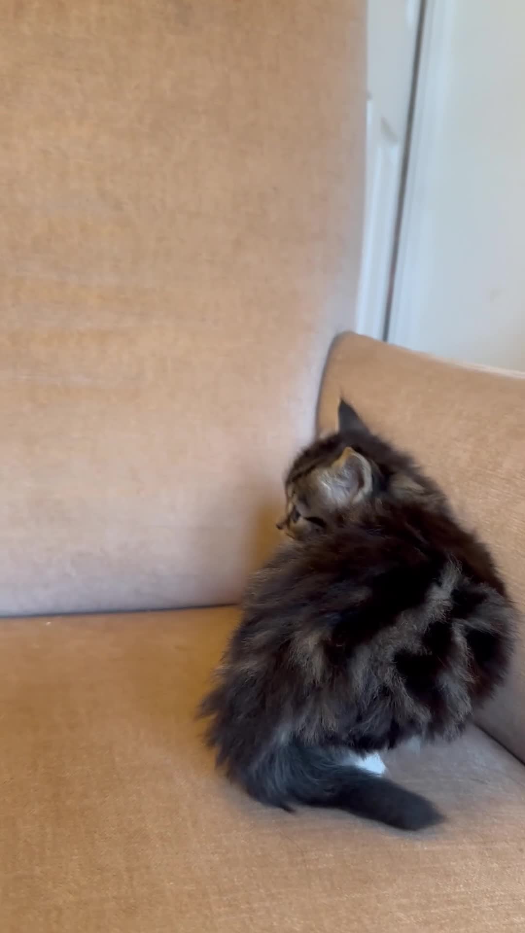 Mixed Breed cats for sale: Ready to go 4 ginger boy 1 tabby girl - Video 2