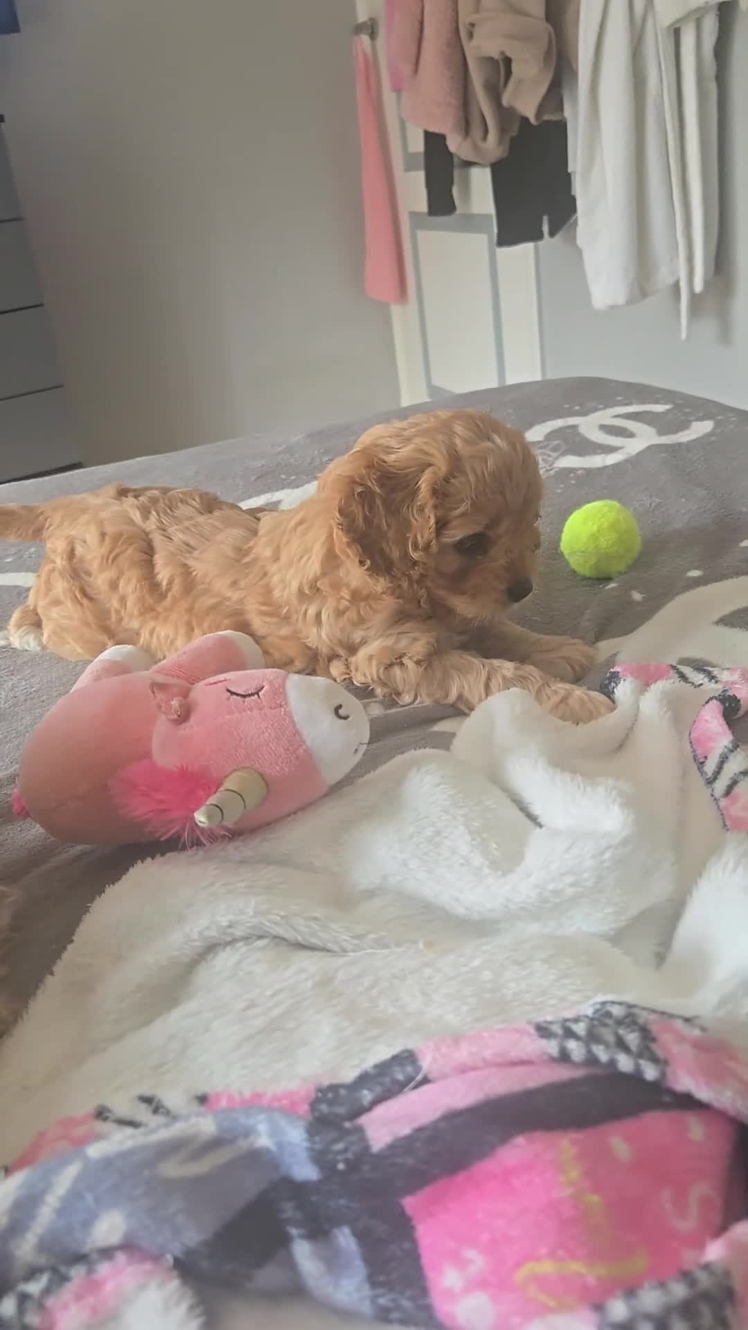 Cavapoo dogs for sale: Teddy bear F1 cavapoo  - Video 2