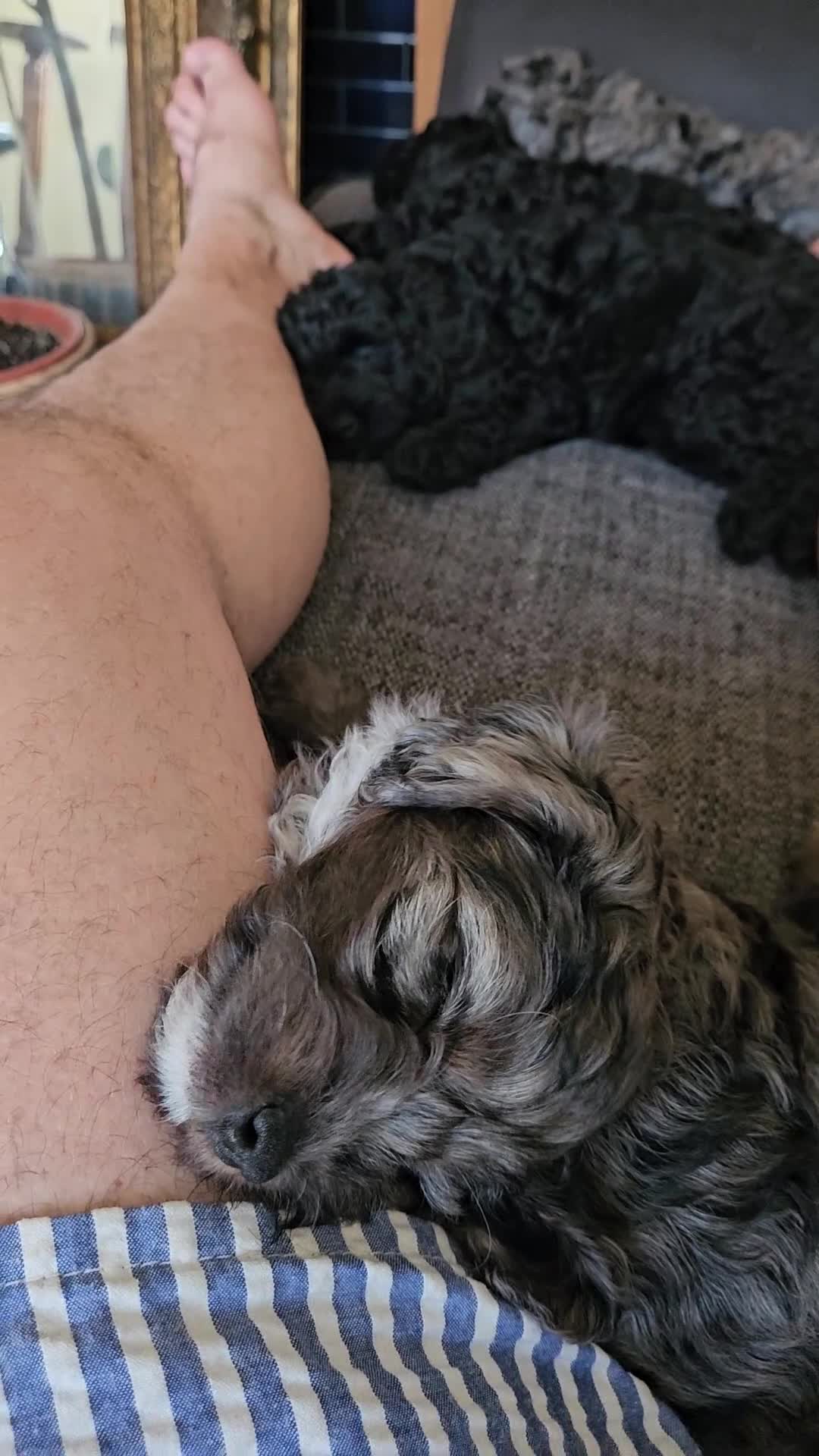 Cavapoo dogs for sale: READYnow. Cavapoos puppies - Video 2