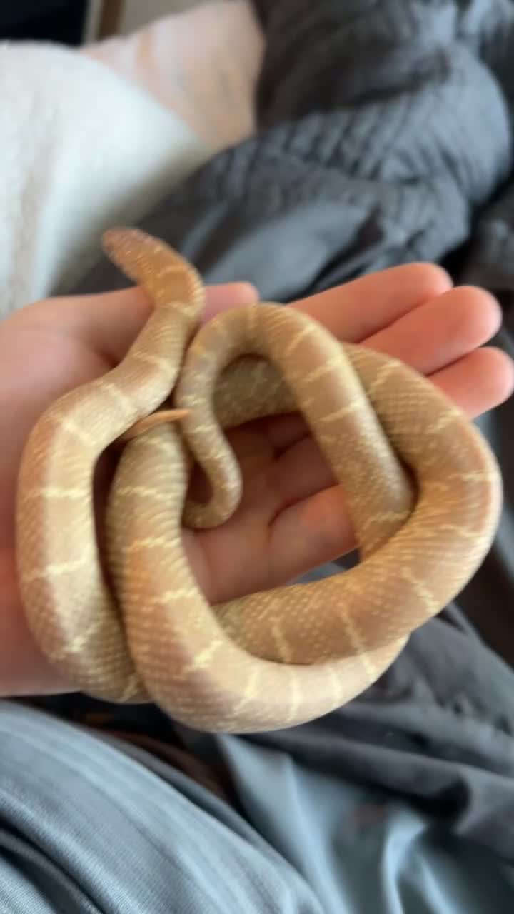 Mixed Breed reptiles for sale: Selling multiple snakes, frogs and tarantulas  - Video 1