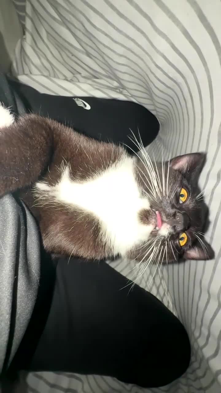 Mixed Breed cats for sale: Arlo and polo - Video 4