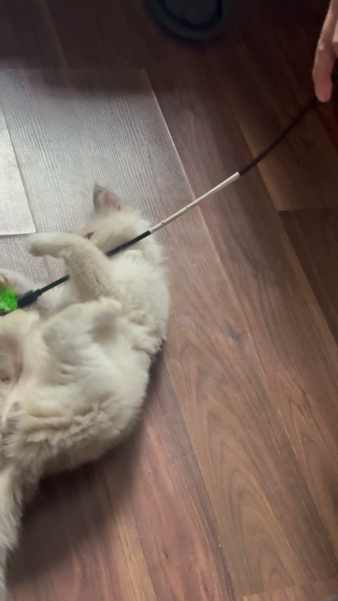 Ragdoll cats for sale: Blue point male ragdoll  - Video 1