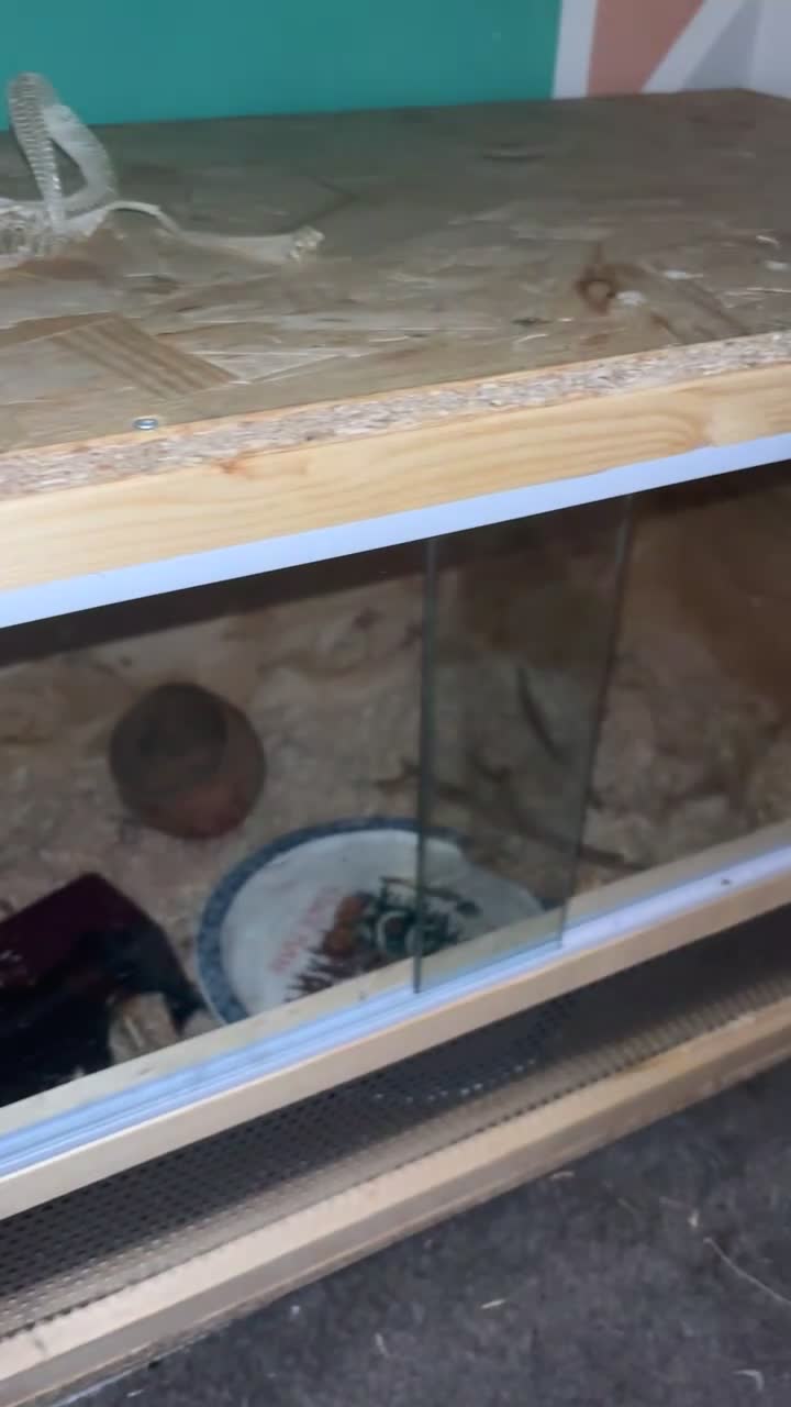 Snake reptiles for sale: Noodle the Hognose  - Video 3