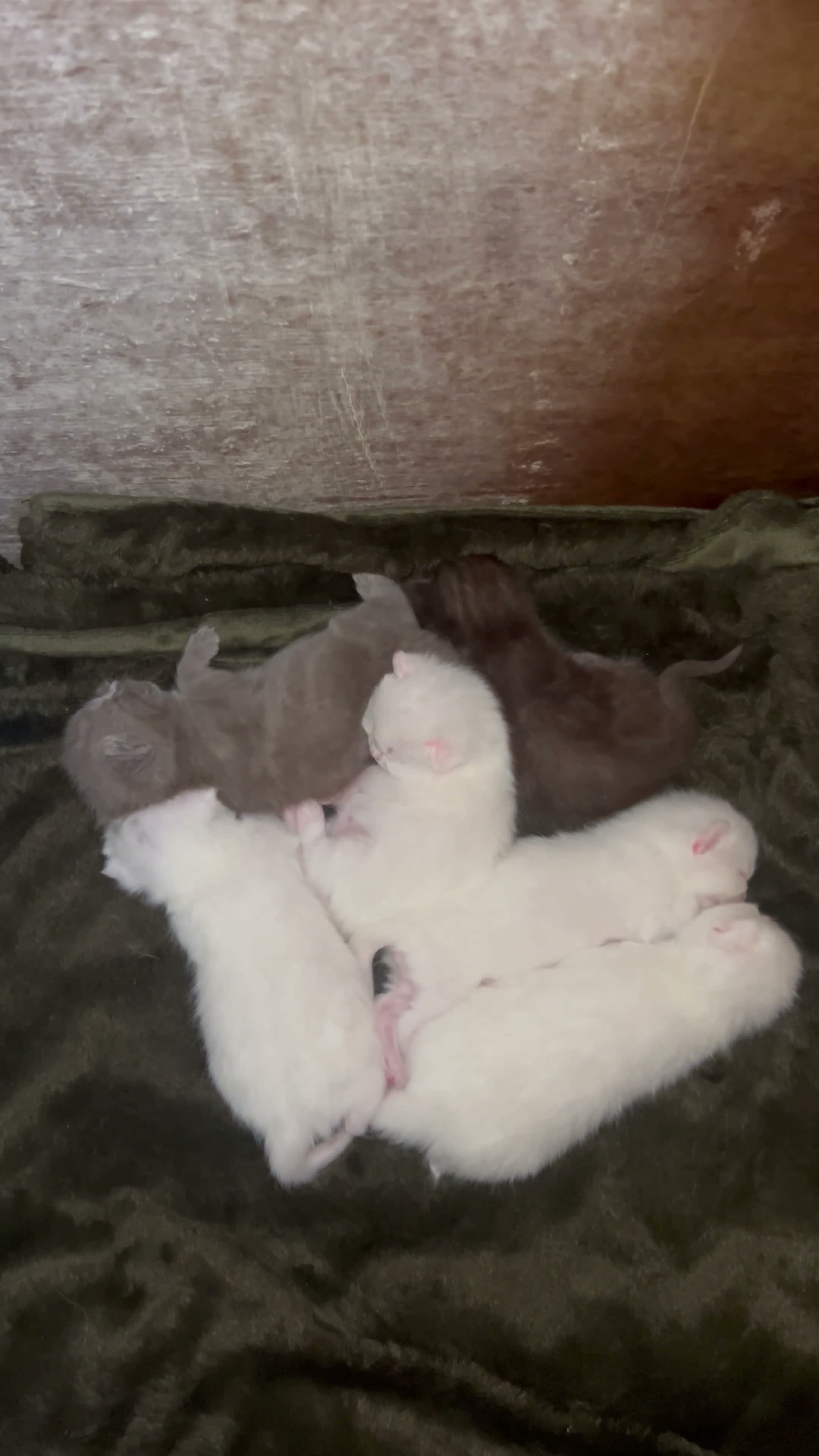 British Shorthair cats for sale: British short hair x Norwegian forest kittens - Video 3